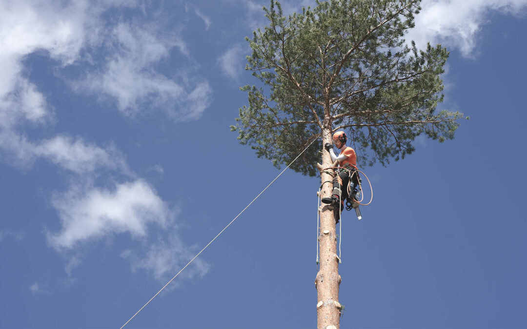 Tree Health Matters: Phoenix Arborist Services Explained