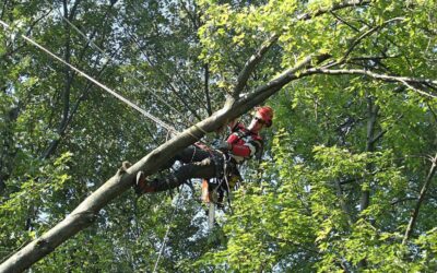 The Importance of Hiring Arborist in Mesa: Preserving Nature’s Giants